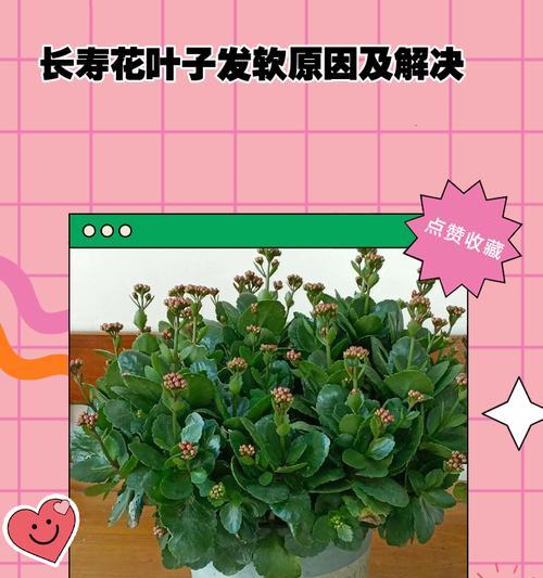 花干叶子是怎么回事？如何判断植物缺水或病害？