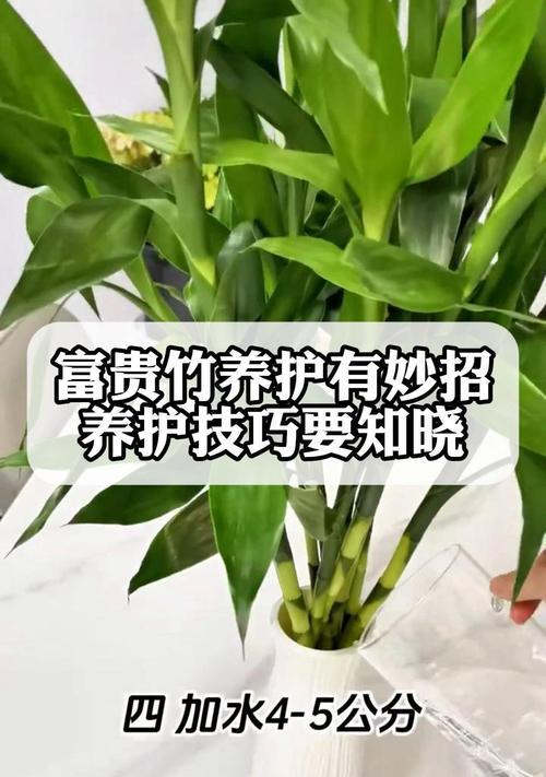 富贵竹冬季养护有哪些要点？如何确保富贵竹安全过冬？
