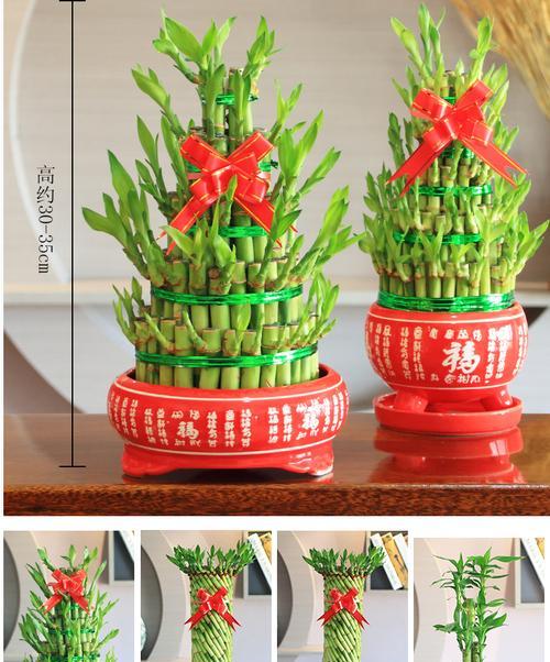 四叶竹象征着什么？