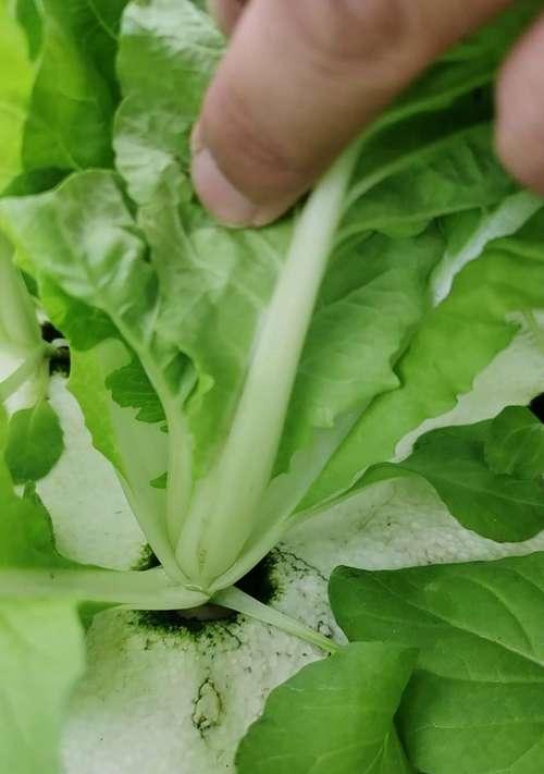 盆景使用叶绿素与多效唑的利弊？如何选择适合的植物生长调节剂？