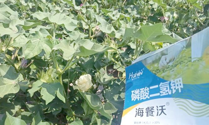 盆景使用叶绿素与多效唑的利弊？如何选择适合的植物生长调节剂？