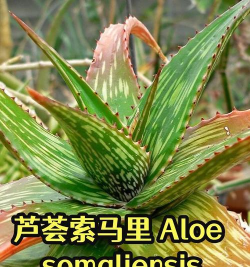 芦荟叶片发黄的可能原因是什么？如何恢复其绿色？
