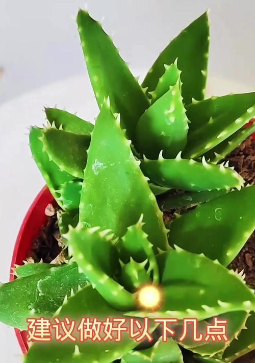 芦荟叶片发黄的可能原因是什么？如何恢复其绿色？