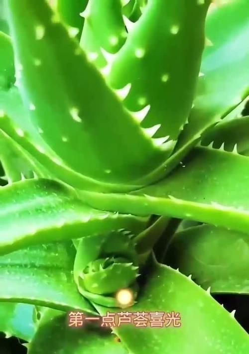 芦荟叶片发黄的可能原因是什么？如何恢复其绿色？