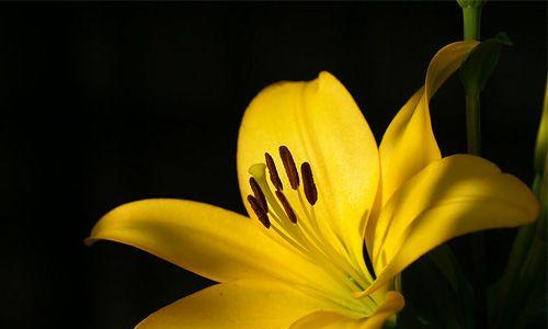 爆炸坚果的花语有何含义？它代表了什么？