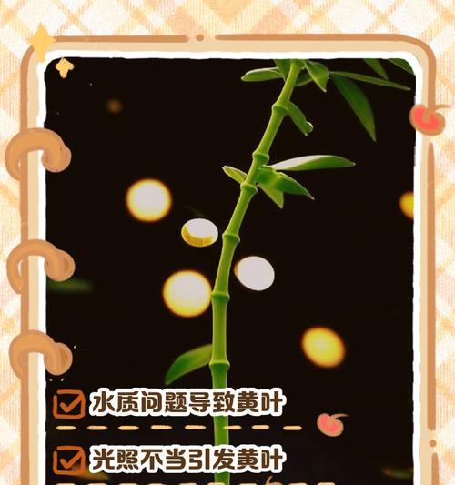 富贵竹叶子发黄是什么原因？如何解决？