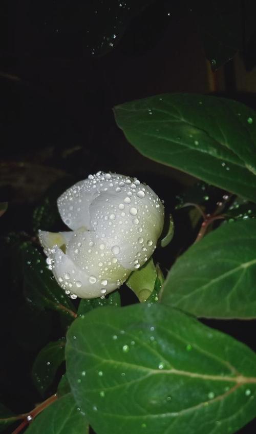 芍药永生花的花语是什么？永生花表达了怎样的情感？