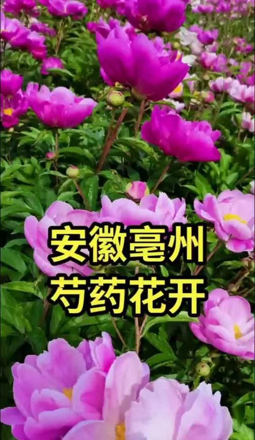 芍药永生花的花语是什么？永生花表达了怎样的情感？