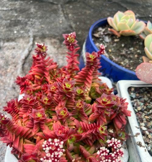火祭开花后应该如何处理？怎样促进火祭再次开花？