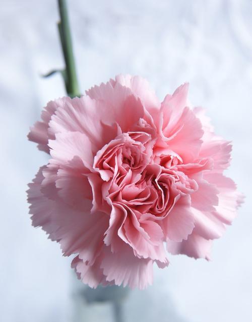花语中通常需要什么颜色的花？