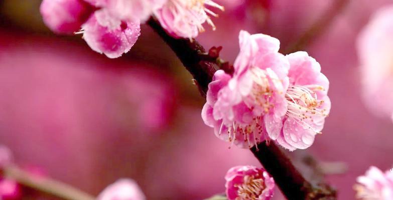 梅花养殖需要注意什么？如何确保其健康生长？