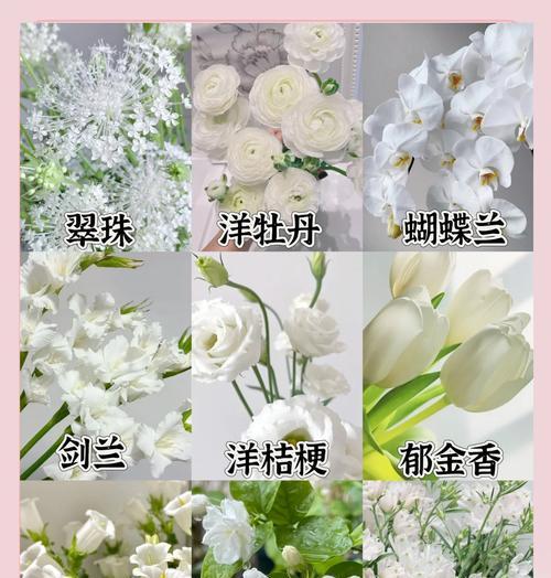 小白花语录括号内的含义是什么？