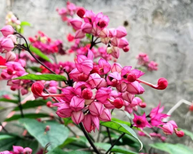 龙吐珠的养殖方法是什么？如何处理其常见的问题？