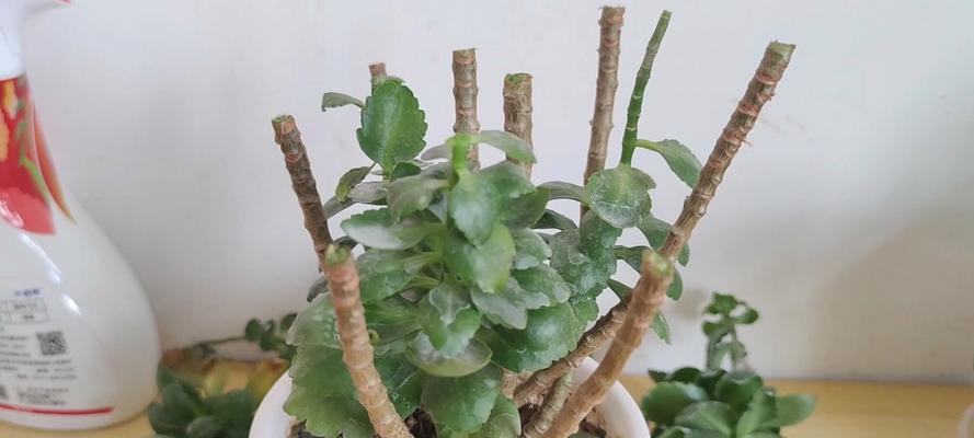花焉了是什么原因造成的？如何快速恢复花的生机？