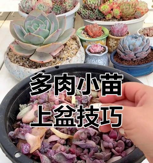 多肉怎么发芽？有哪些促进发芽的小技巧？