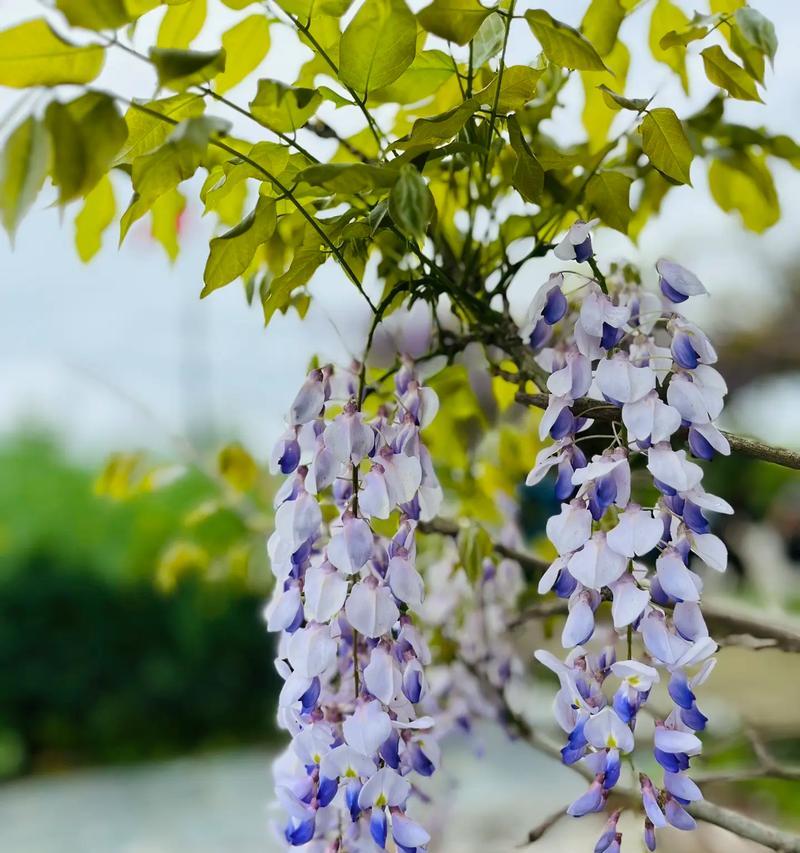 哪种花的花语代表诀别？诀别花语背后的故事是什么？