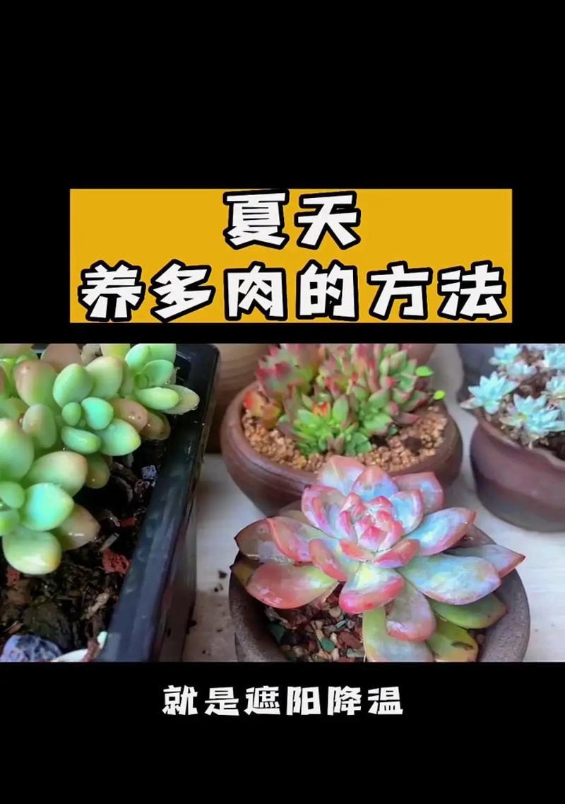 多肉怎么发芽？有哪些促进发芽的小技巧？