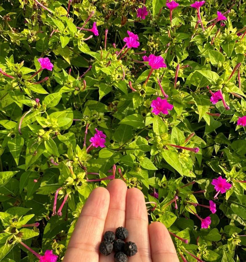 紫茉莉什么时候开花？如何确保紫茉莉按时开花？