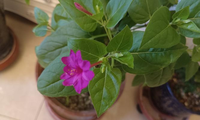 紫茉莉什么时候开花？如何确保紫茉莉按时开花？
