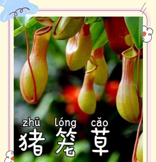 猪笼草的养殖方法是什么？如何确保猪笼草健康生长？