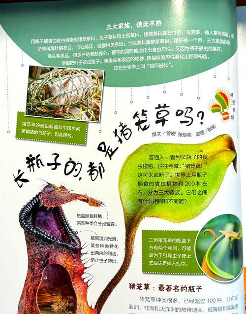 猪笼草的养殖方法是什么？如何确保猪笼草健康生长？