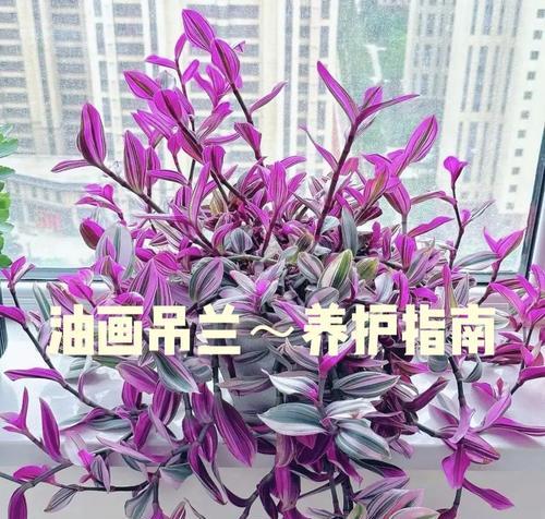 冬天吊兰养护需要注意什么？如何防止吊兰冻伤？