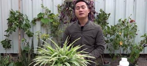 冬天吊兰养护需要注意什么？如何防止吊兰冻伤？