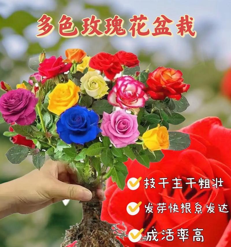 玫瑰代替红花的花语是什么？在花语中玫瑰与红花有何不同？