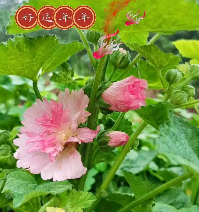 手榴弹花语有何特别之处？它象征着什么？