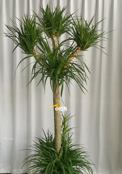 龙血树修剪技巧是什么？如何保持龙血树的美观？