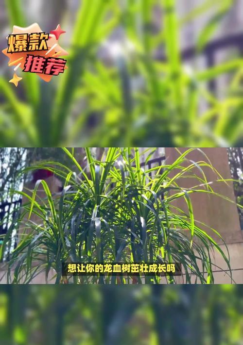 龙血树修剪技巧是什么？如何保持龙血树的美观？