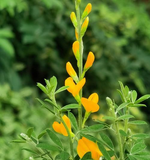 动感十足的花语是哪种花？如何表达活力？