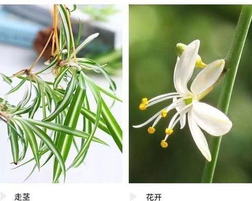 吊兰为什么黄叶？有哪些可能的原因和解决方法？