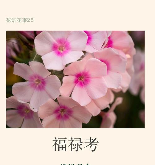 福禄考什么时候播种？福禄考播种的最佳时间和方法是什么？