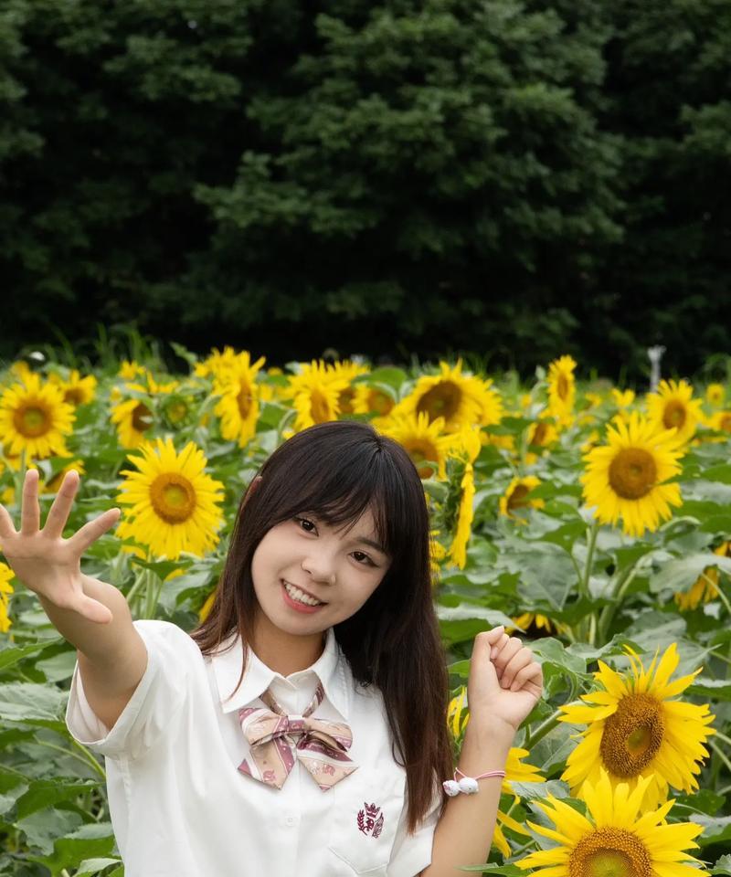 永远钟爱向日葵的花语是什么？向日葵代表了什么？