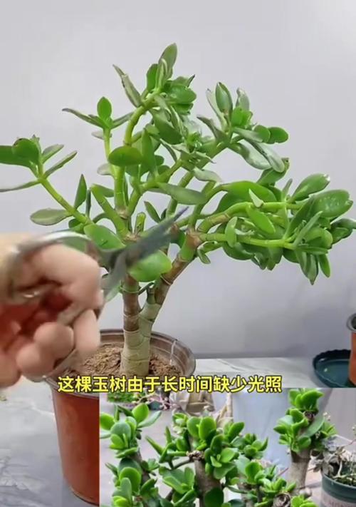 玉树烂根了如何挽救？有哪些有效的挽救措施？