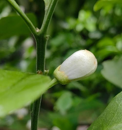 不对称橘子花的花语有何特别之处？