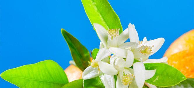 不对称橘子花的花语有何特别之处？