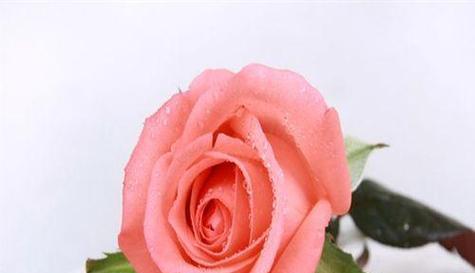 50朵白粉玫瑰花语是什么？白粉玫瑰花代表了什么？
