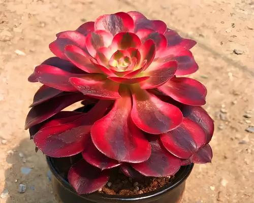 多肉植物冬季如何过冬？有哪些注意事项？
