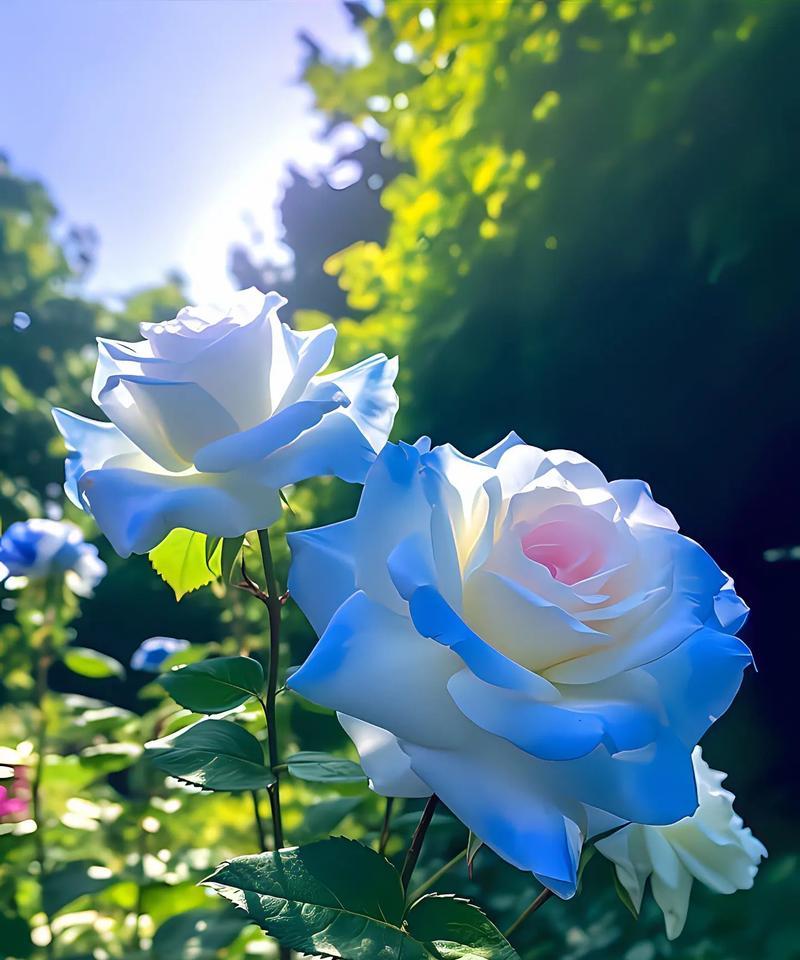 蓝海里的玫瑰花语有何深意？