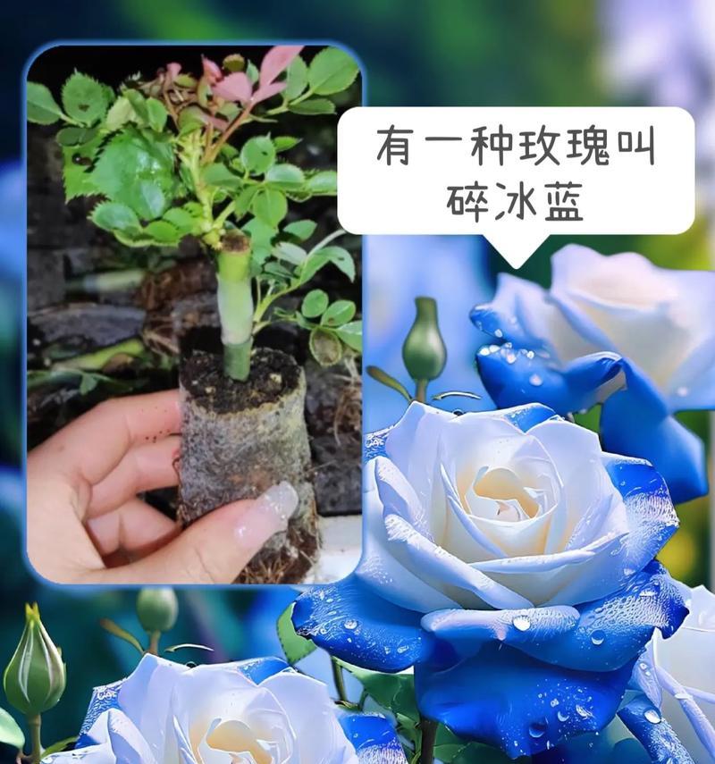 蓝海里的玫瑰花语有何深意？