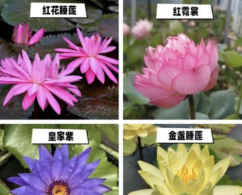 哪些花卉有助于改善睡眠？它们的作用原理是什么？