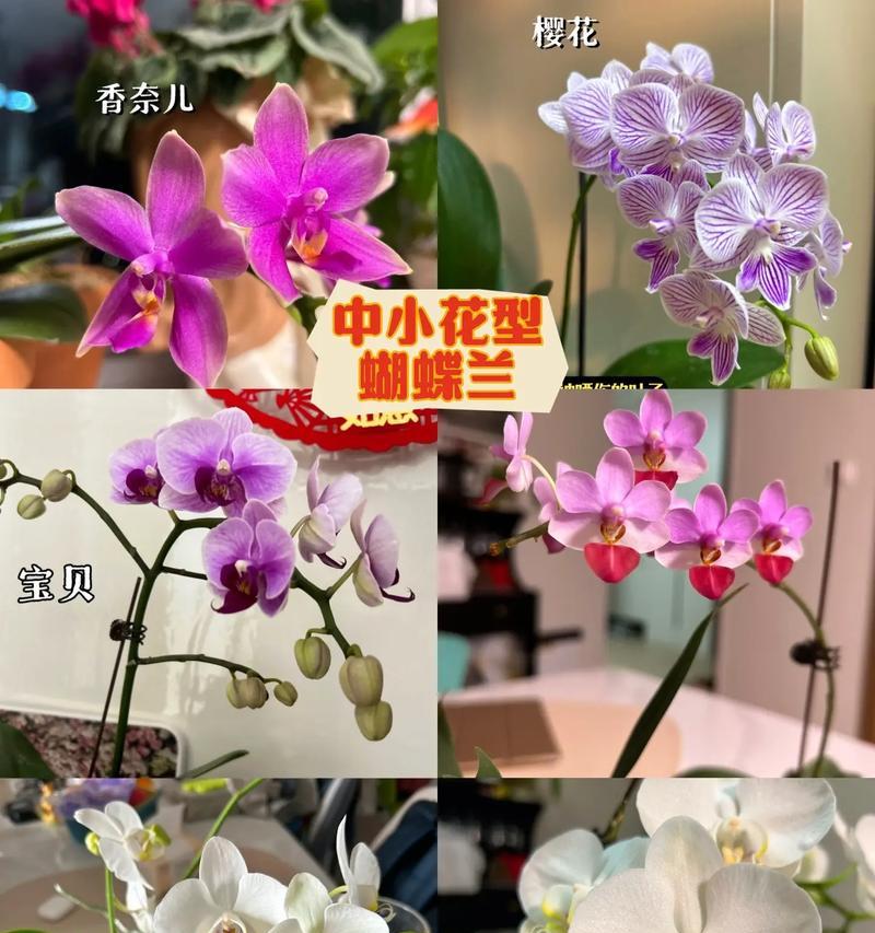 蝴蝶兰搭配的花语含义是什么？