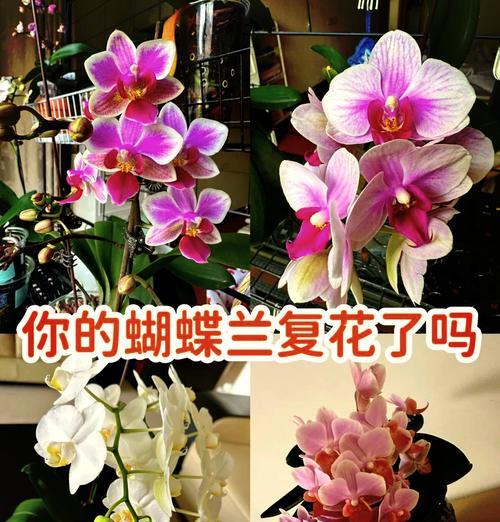 蝴蝶兰搭配的花语含义是什么？