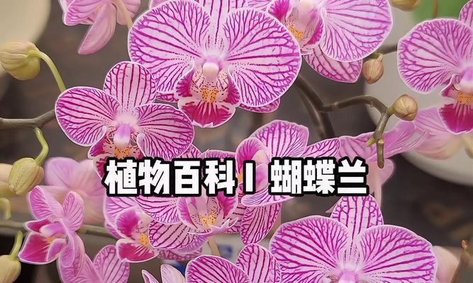 蝴蝶兰搭配的花语含义是什么？