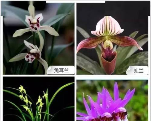 哪种兰花品种最适合初学者？