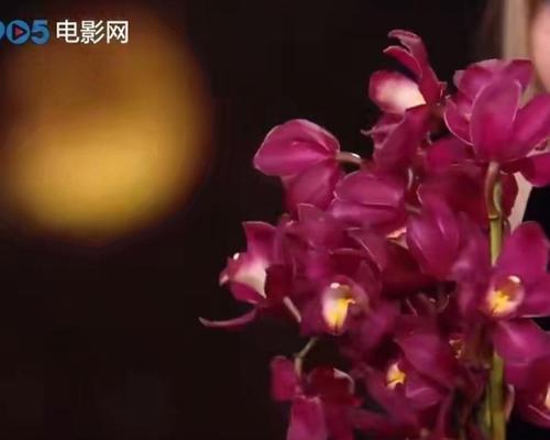 远大志向的花语有何深意？通常表达什么？
