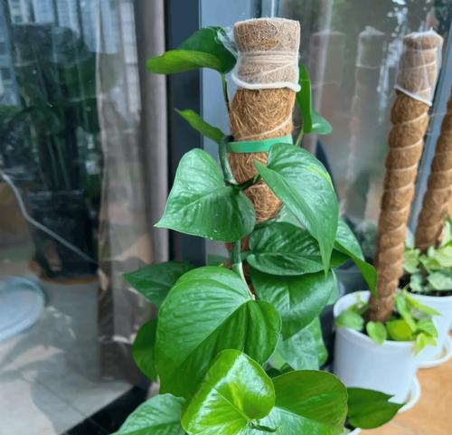 移栽绿萝的最佳时机是什么时候？移栽后如何护理？