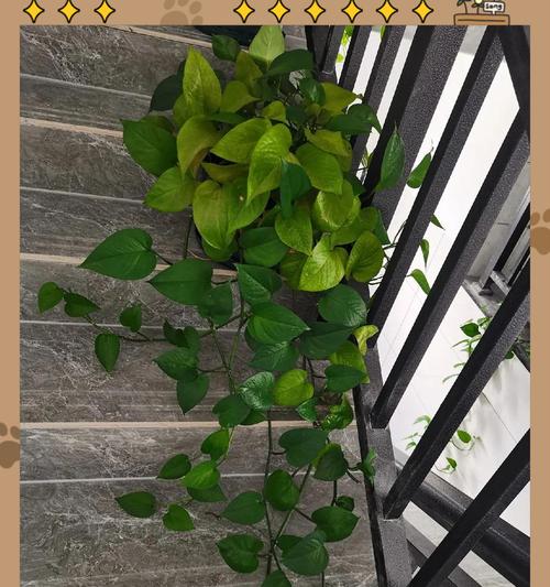 移栽绿萝的最佳时机是什么时候？移栽后如何护理？